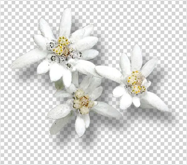 Edelweiss Flowers Transparent PNG