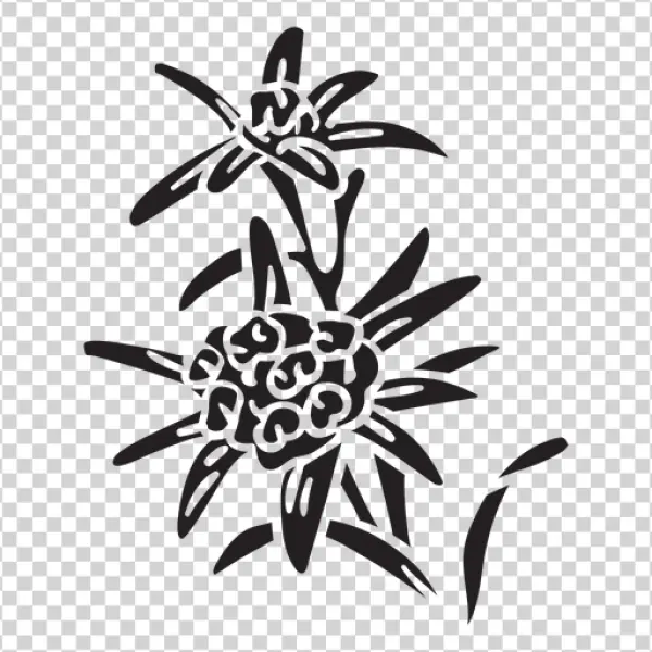 Edelweiss Flower Outline PNG Transparent Background