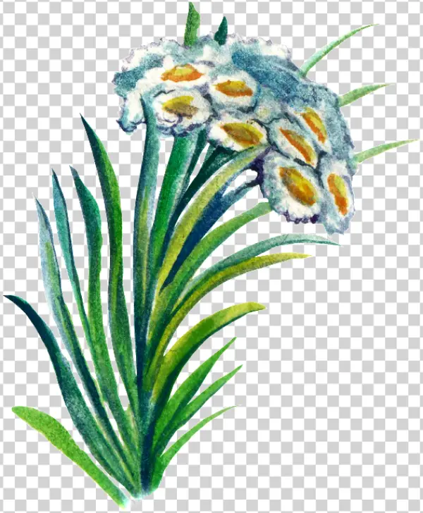 Watercolor Botanical Flowering Plant PNG Transparent Background