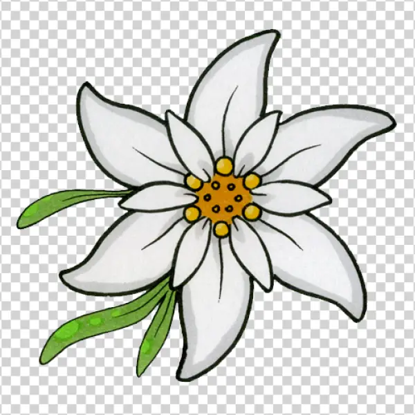 Edelweiss Flower Illustration PNG Transparent Background