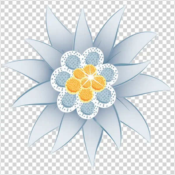 Edelweiss Flower Illustration PNG Transparent Background