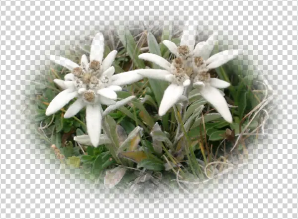 Edelweiss Flowers PNG Transparent Background