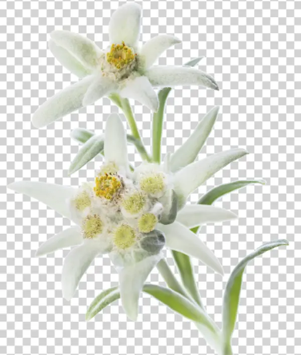 Edelweiss Flowers PNG Transparent Background