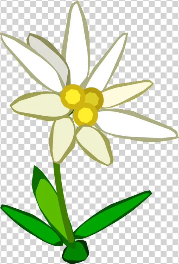 Cartoon Edelweiss Flower Transparent PNG