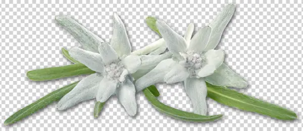 Edelweiss Flowers PNG Transparent Background