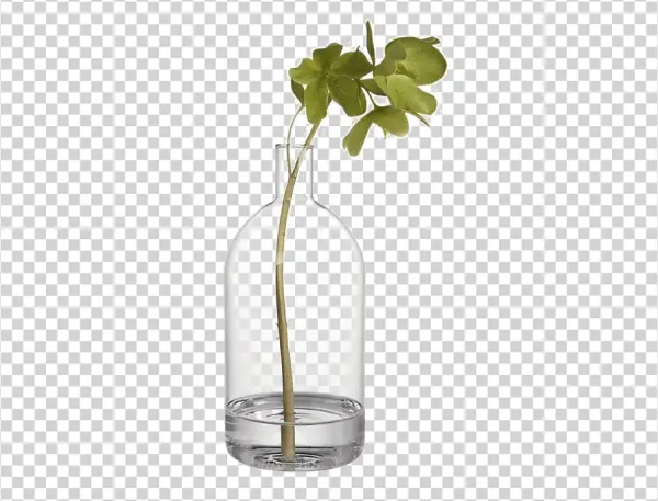 Plant in Glass Vase PNG Transparent Background