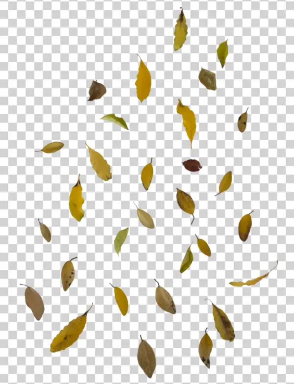 Scattered Autumn Leaves PNG Transparent Background