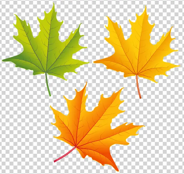 Autumn Maple Leaves PNG Transparent Background
