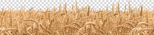 Golden Wheat Field Crop PNG Transparent Background