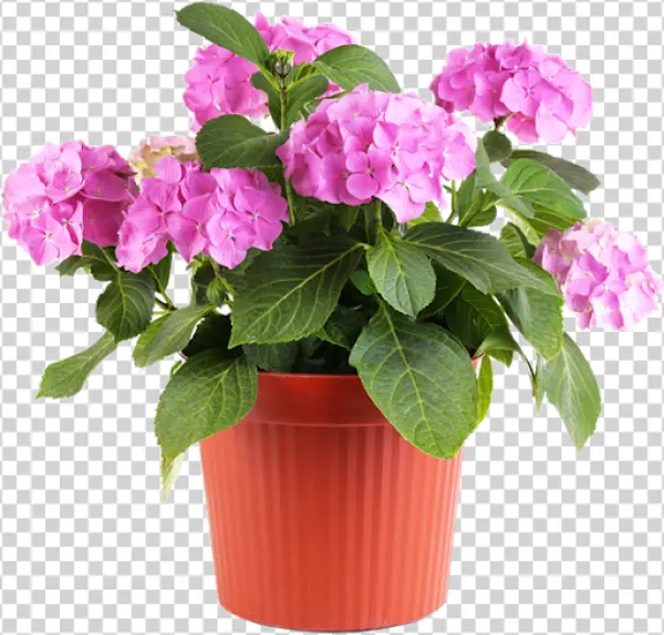 Potted Pink Hydrangea Plant PNG Transparent Background