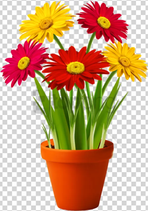 Potted Colorful Gerbera Flowers PNG Transparent Background