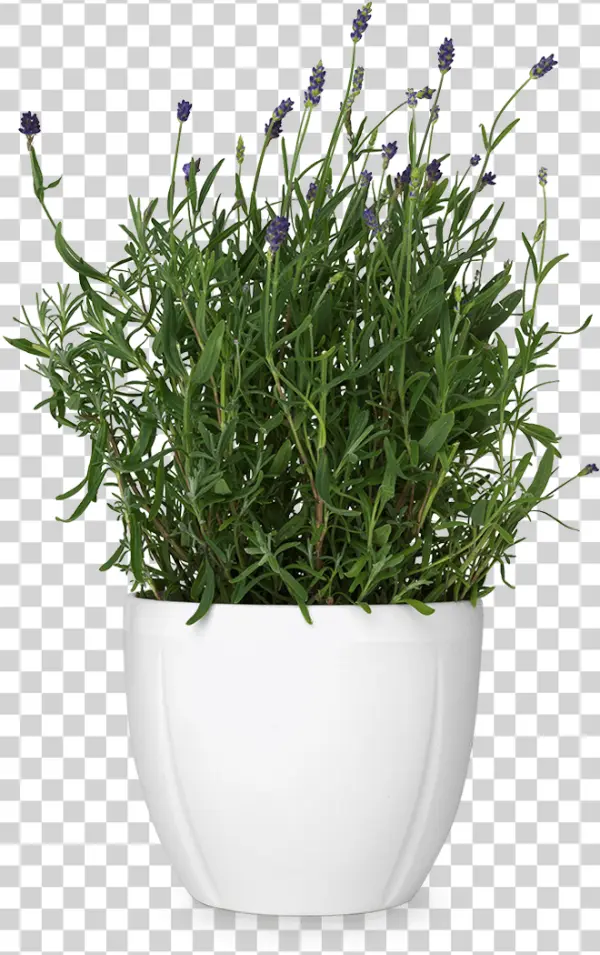 Potted Lavender Plant PNG Transparent Background