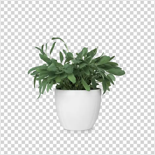 Potted Sage Plant PNG Transparent Background