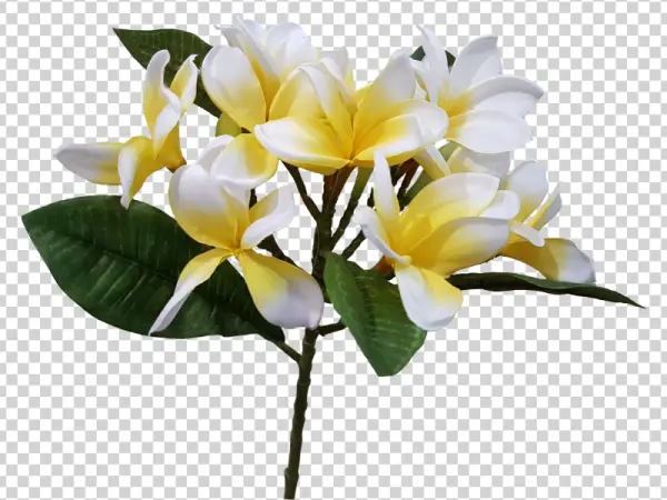 Plumeria Flowers PNG Transparent Background