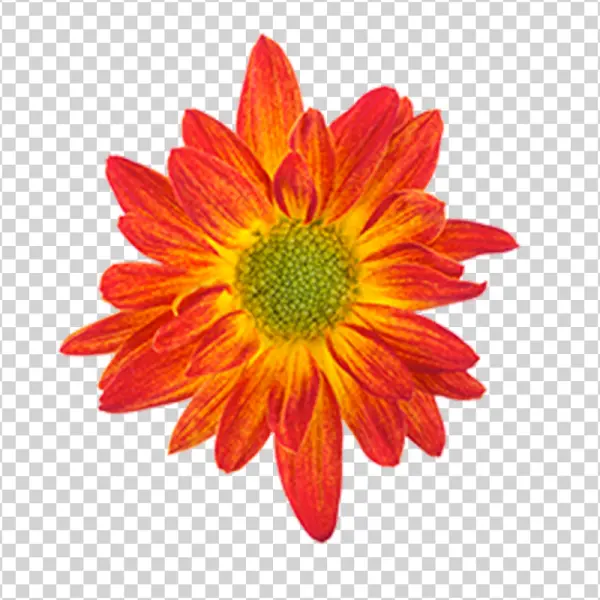 Vibrant Red and Yellow Flower PNG