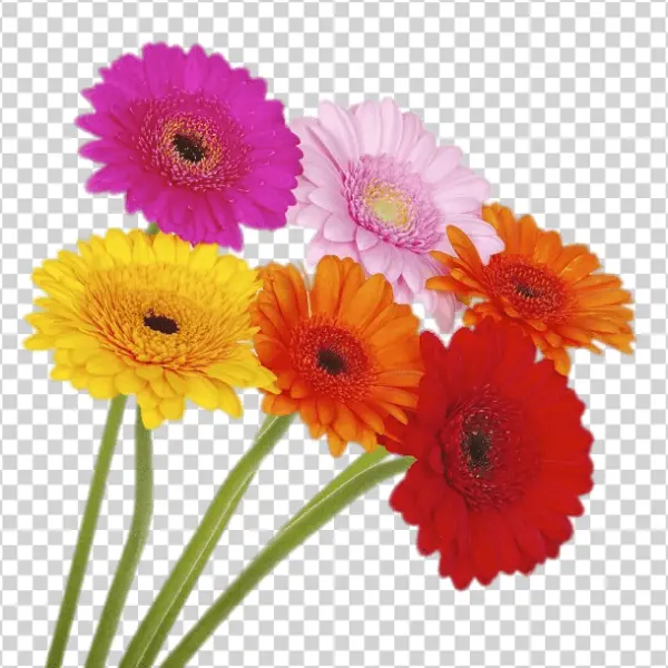 Colorful Gerbera Daisy Bouquet PNG Transparent Background