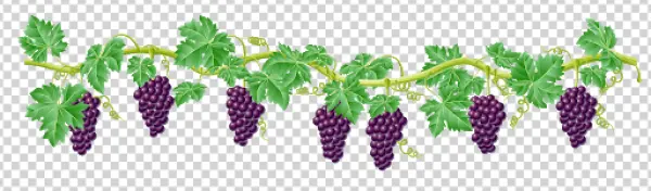 Grape Vine Border with Purple Grapes PNG Transparent