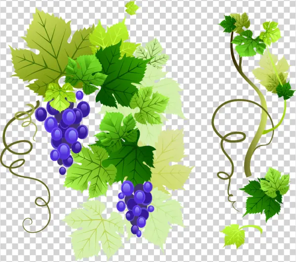 Grape Vine and Grapes PNG Transparent Background