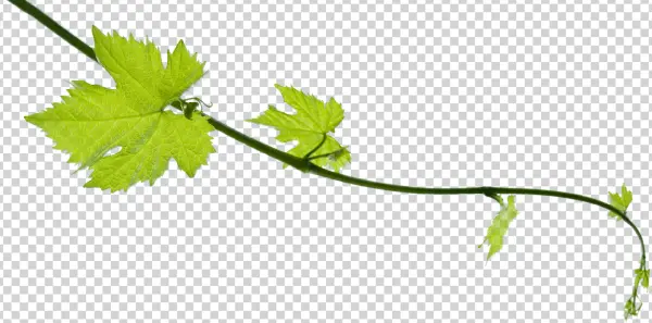 Green Grape Vine Branch PNG Transparent Background