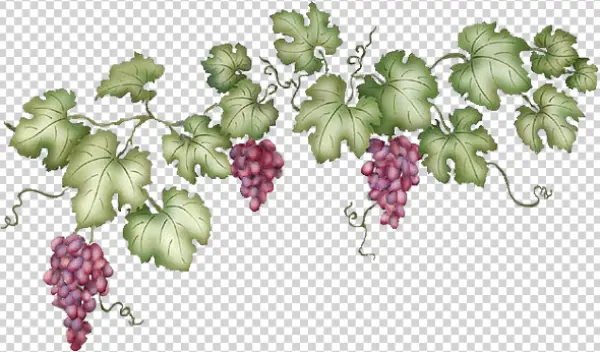 Grape Vine with Purple Grapes PNG