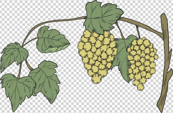 Illustrated White Grapes on Vine PNG
