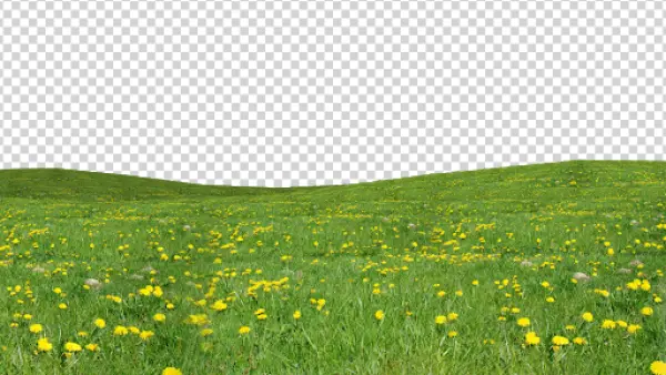 Green Meadow with Yellow Dandelions PNG Transparent Background