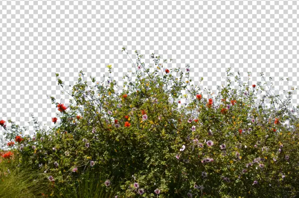 Colorful Flower Bush Transparent PNG