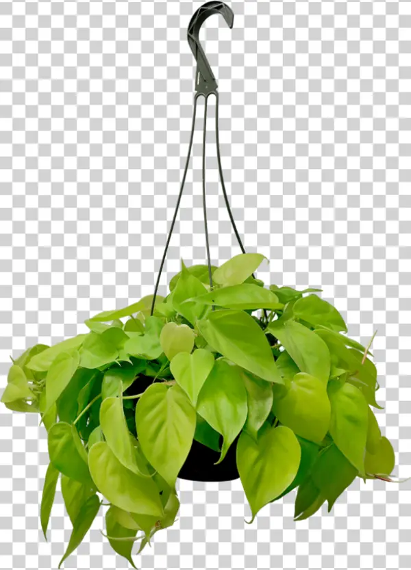 Vibrant Neon Green Hanging Plant PNG Transparent Background