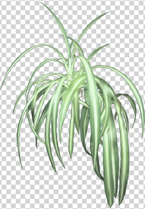Variegated Spider Plant Transparent PNG
