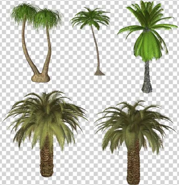 Assorted Palm Trees PNG Transparent Background