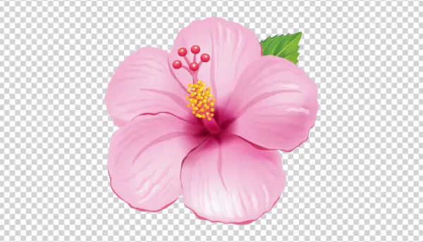 Pink Hibiscus Flower PNG Transparent Background