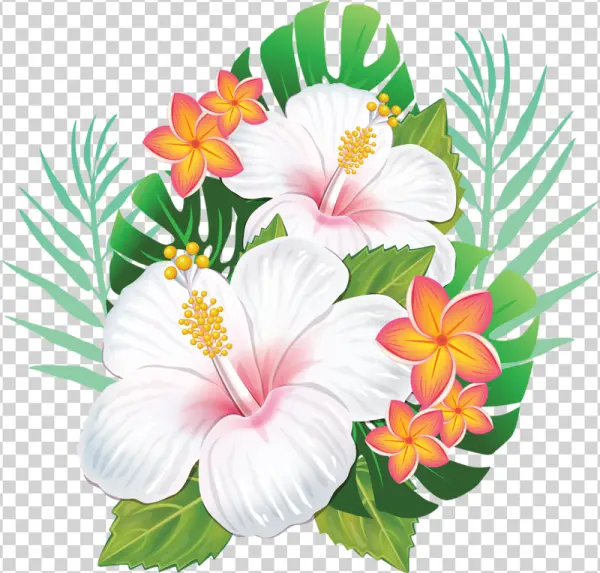 Tropical Hibiscus and Plumeria Flowers PNG Transparent Background