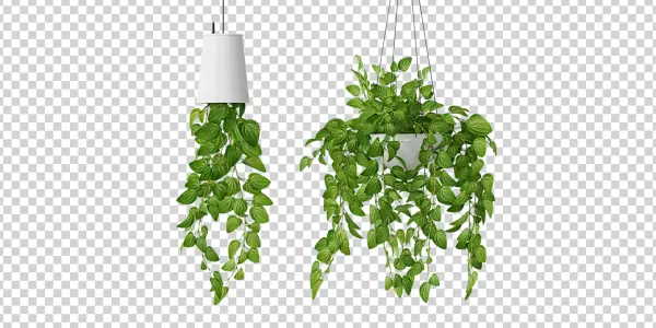 Lush Green Hanging Plants PNG Transparent