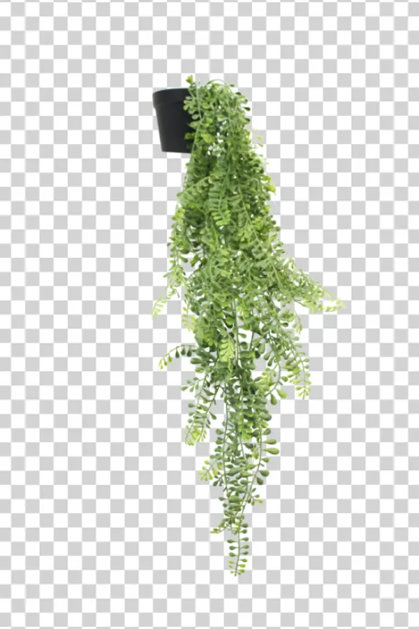Hanging Green Plant PNG Transparent Background