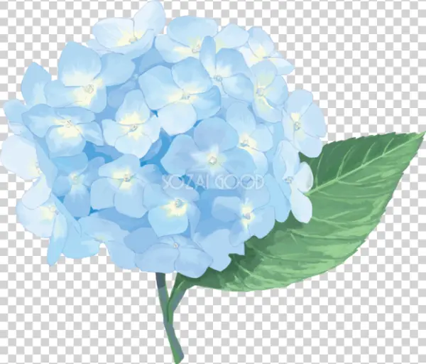 Blue Hydrangea Flower PNG Transparent Background