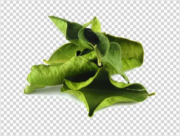 Dried Green Leaves PNG Transparent Background
