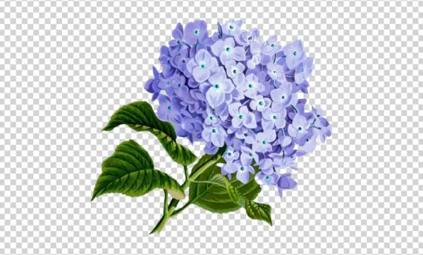 Purple Hydrangea Flower PNG Transparent Background