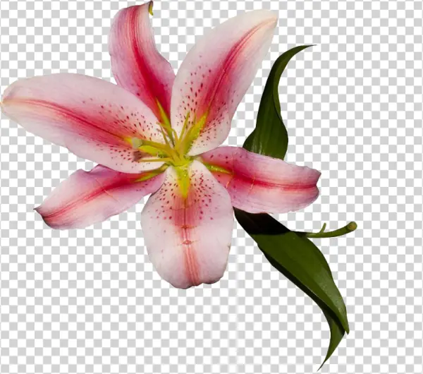 Pink Lily Flower PNG Transparent Background