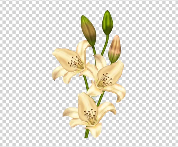 Cream Lily Flowers and Buds PNG Transparent