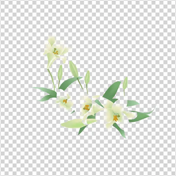 White Lily Flowers PNG Transparent Background