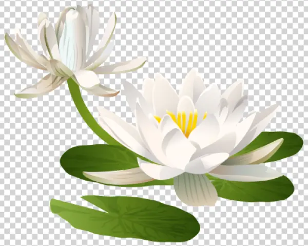 White Water Lilies with Lily Pads PNG Transparent
