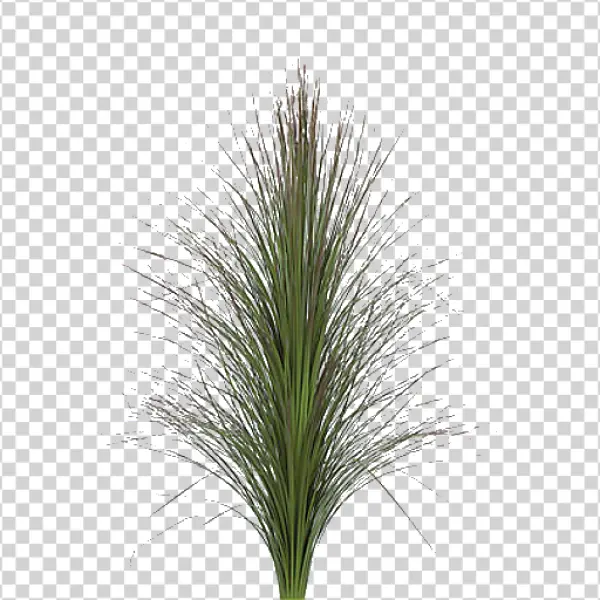 Green Ornamental Grass Plant PNG Transparent