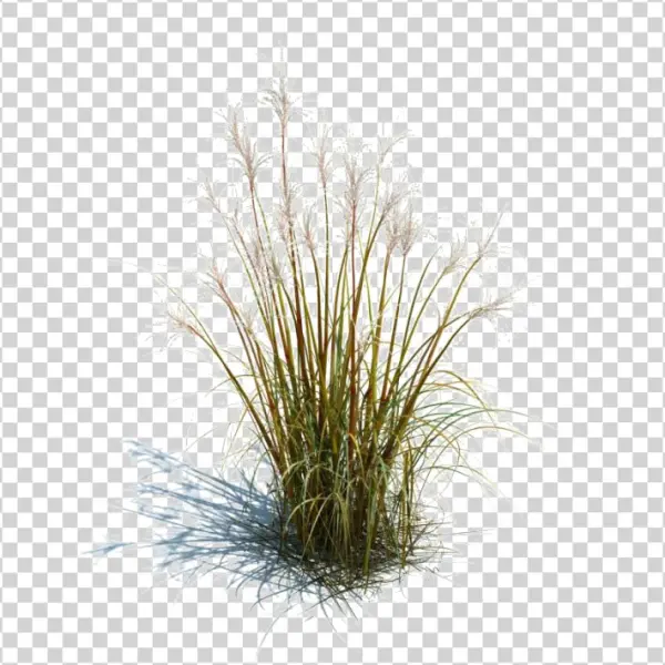 Pampas Grass Plant PNG Transparent Background