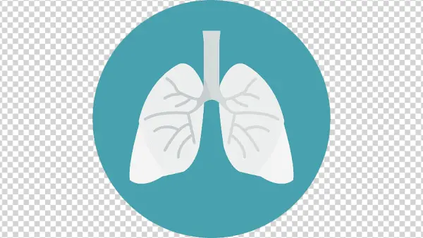 Human Lungs Medical Icon PNG