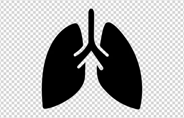 Lungs Outline Icon PNG Transparent Background