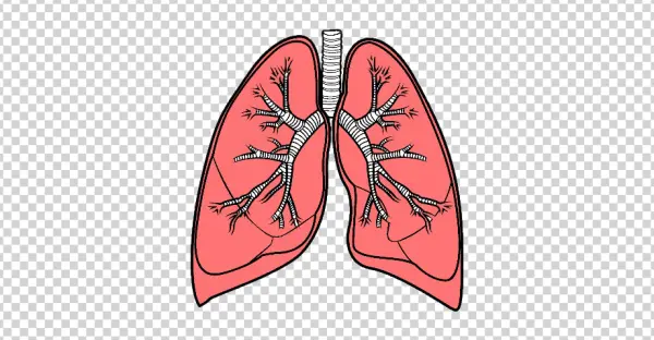Human Lungs Anatomy PNG Transparent Background