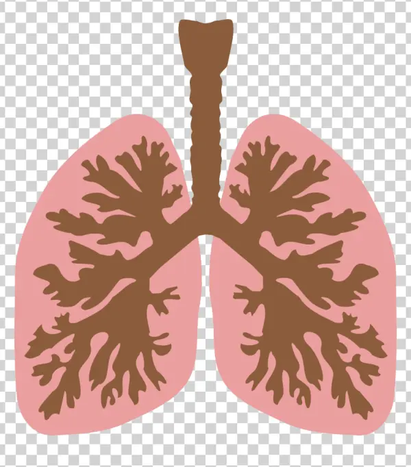 Human Lungs Anatomy Diagram PNG
