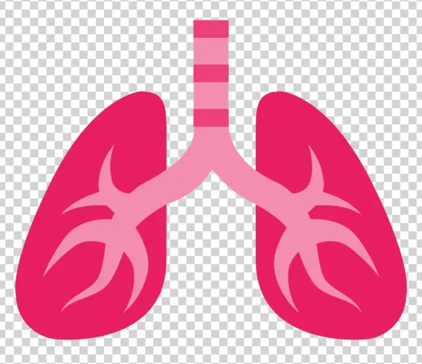 Stylized Human Lungs PNG Transparent