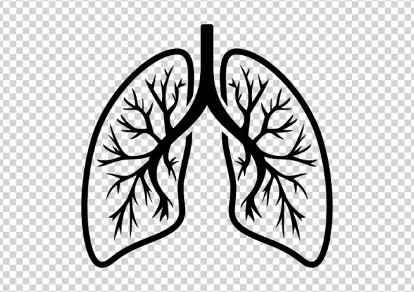 Human Lungs Outline PNG Transparent Background
