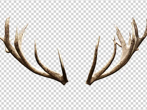 Rustic Deer Antlers PNG Transparent Background